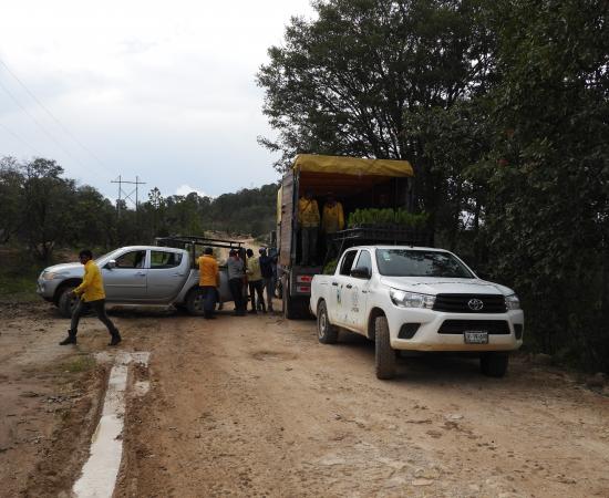 Realizan Jornada de Reforestación en la comunidad wixárika de Santa Catarina Cuexcomatitlán