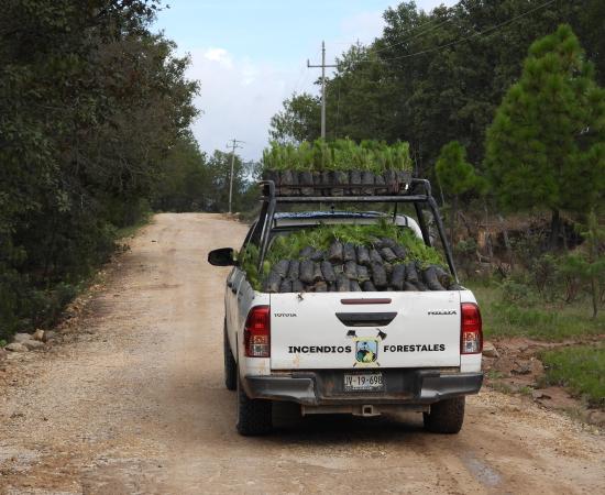 Realizan Jornada de Reforestación en la comunidad wixárika de Santa Catarina Cuexcomatitlán