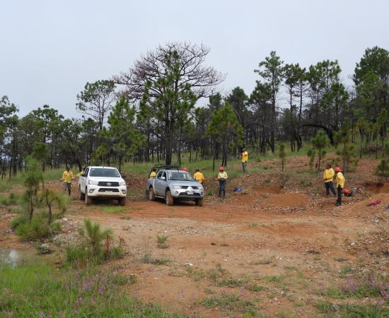 Realizan Jornada de Reforestación en la comunidad wixárika de Santa Catarina Cuexcomatitlán