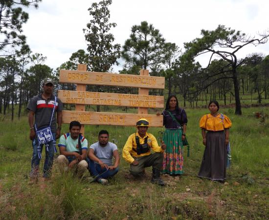 Realizan Jornada de Reforestación en la comunidad wixárika de Santa Catarina Cuexcomatitlán