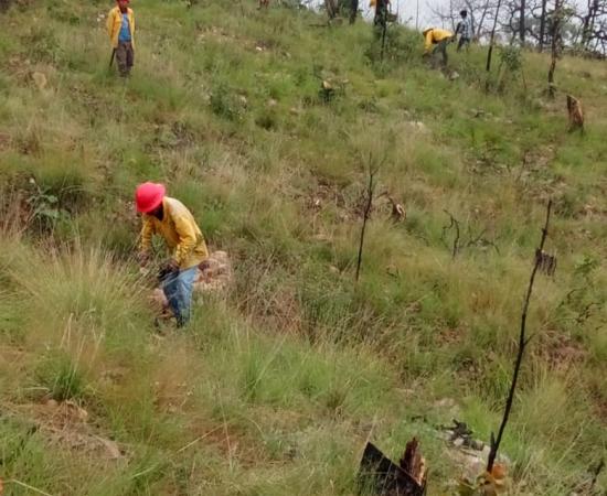 Realizan Jornada de Reforestación en la comunidad wixárika de Santa Catarina Cuexcomatitlán