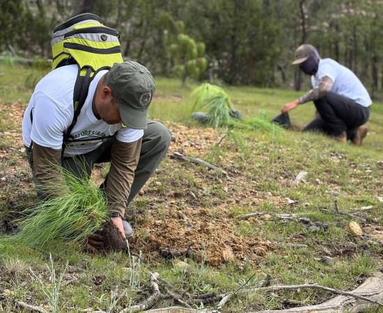 Estudiantes del CUNorte participan en jornada de reforestación en la Sierra Wixárika
